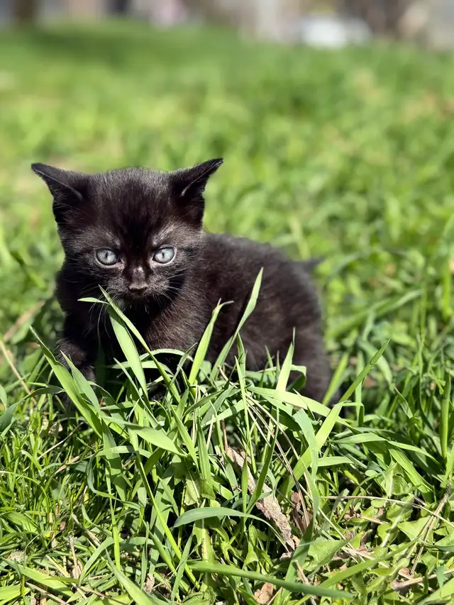 kitten for sale - Photo 5
