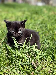 kitten for sale - Photo 5