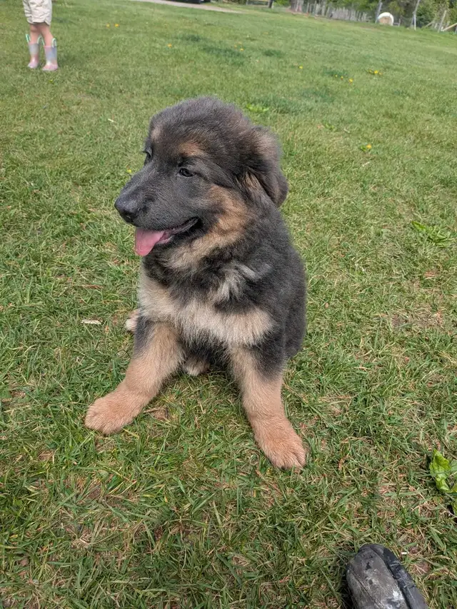 German shepherd/ golden retriever mix Lab