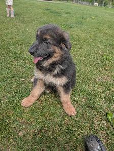 German shepherd/ golden retriever mix Lab