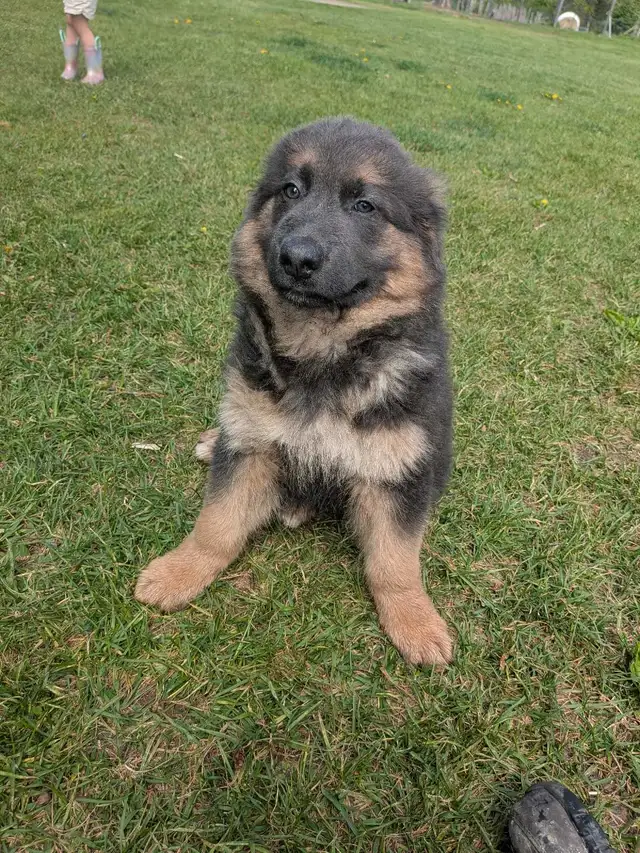 German shepherd/ golden retriever mix Lab - Photo 2