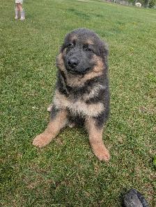 German shepherd/ golden retriever mix Lab - Photo 2