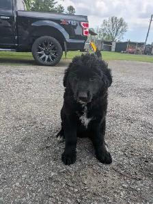 German shepherd/ golden retriever mix Lab - Photo 3