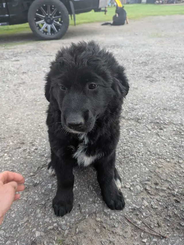 German shepherd/ golden retriever mix Lab - Photo 4