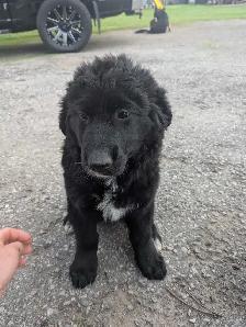 German shepherd/ golden retriever mix Lab - Photo 4