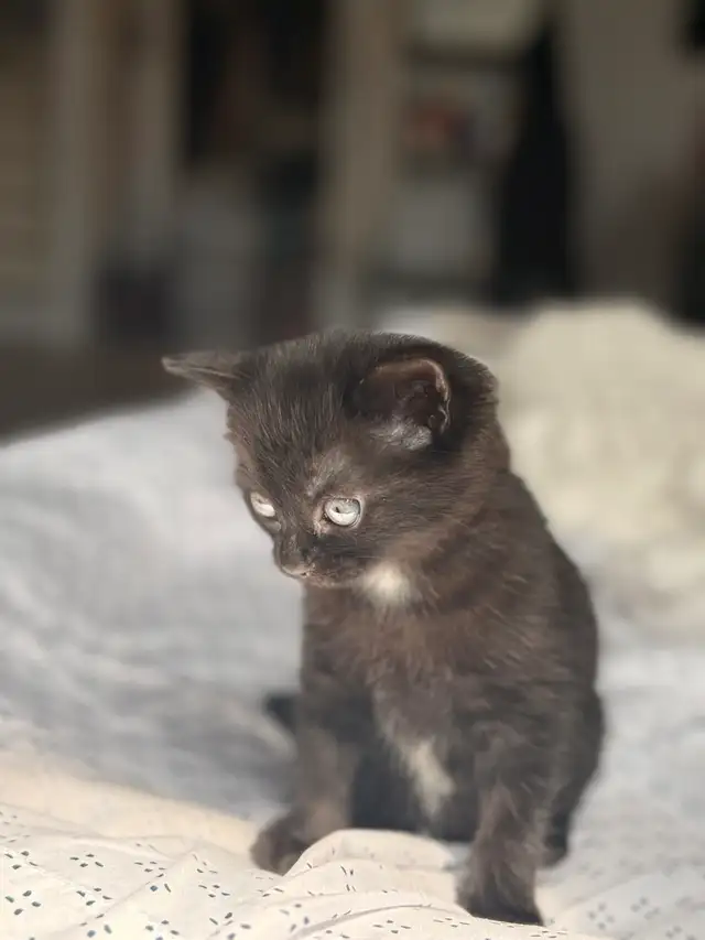 kitten for sale