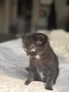 kitten for sale