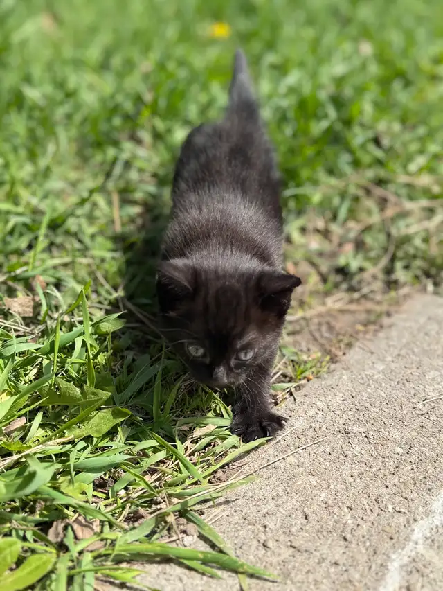 kitten for sale - Photo 4