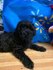Adorable Poodle/Papillon Cross Puppies