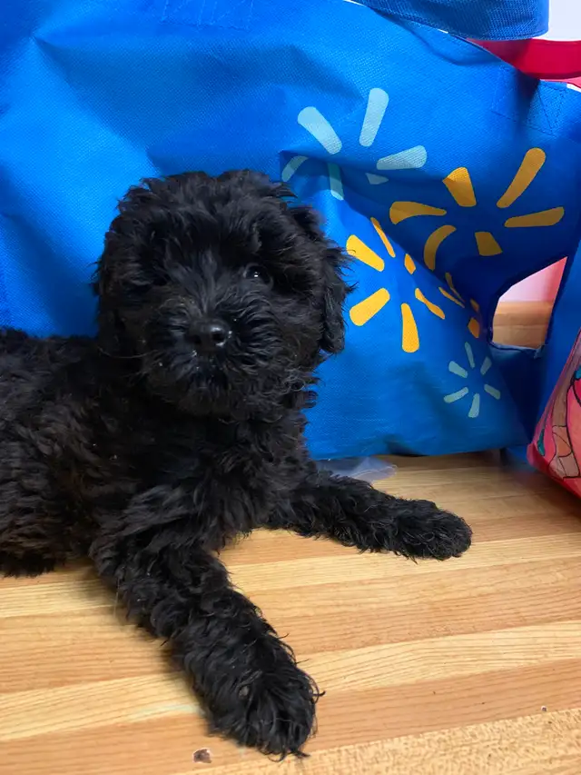 Adorable Poodle/Papillon Cross Puppies - Photo 2