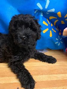 Adorable Poodle/Papillon Cross Puppies - Photo 3