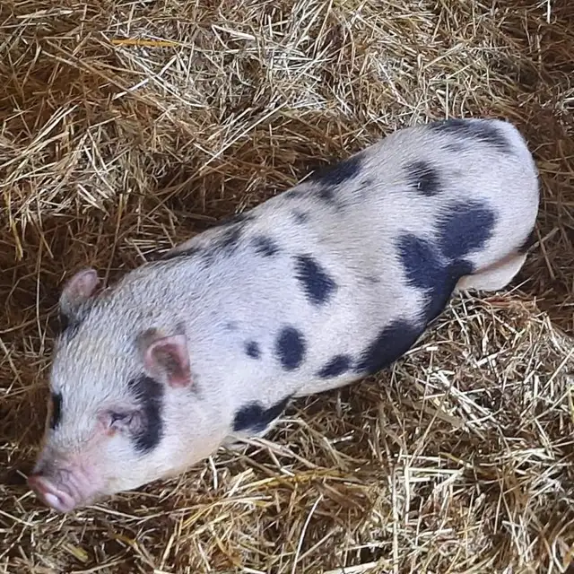 kunekune/juliana cross femals pigs 6 months old $150 each