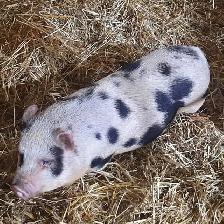 kunekune/juliana cross femals pigs 6 months old $150 each