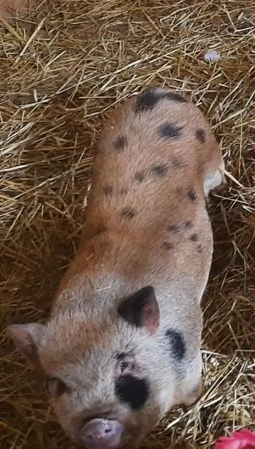 kunekune/juliana cross femals pigs 6 months old $150 each - Photo 2