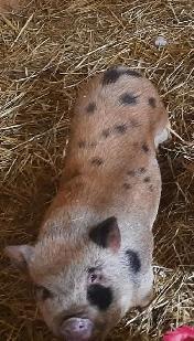 kunekune/juliana cross femals pigs 6 months old $150 each - Photo 2