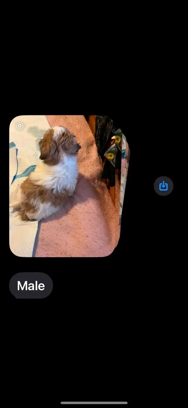 Shihtzu Puppies For Sale