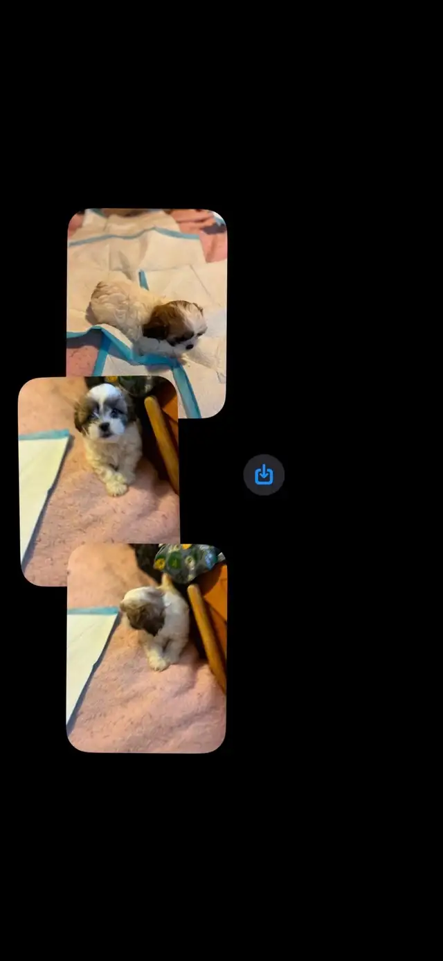Shihtzu Puppies For Sale - Photo 2