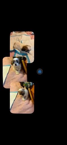 Shihtzu Puppies For Sale - Photo 2