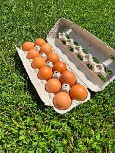 Fresh Eggs