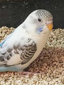 Budgies at Tyrannosaurus pets
