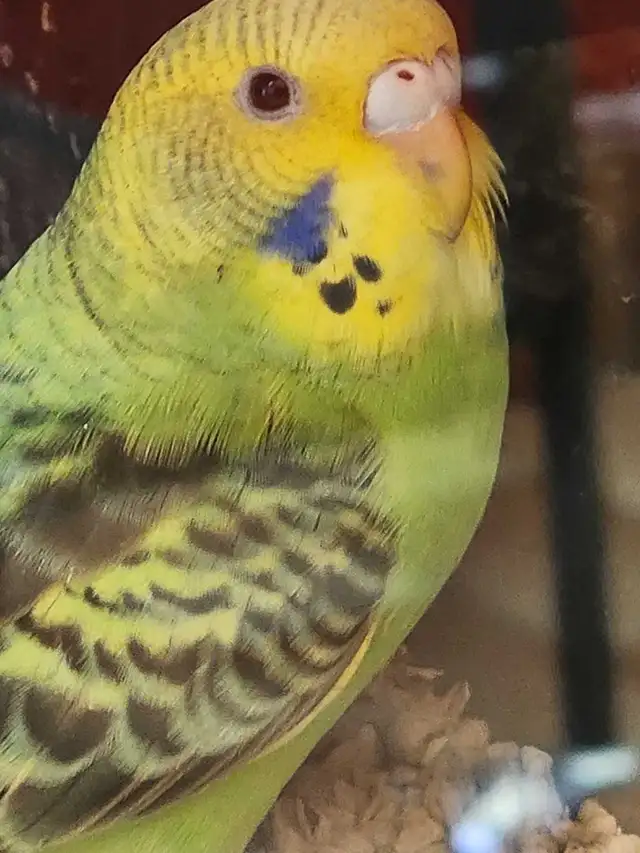 Budgies at Tyrannosaurus pets - Photo 2