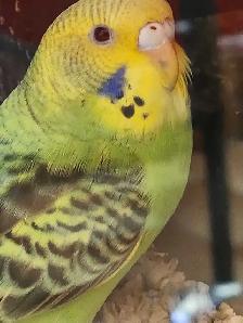Budgies at Tyrannosaurus pets - Photo 2