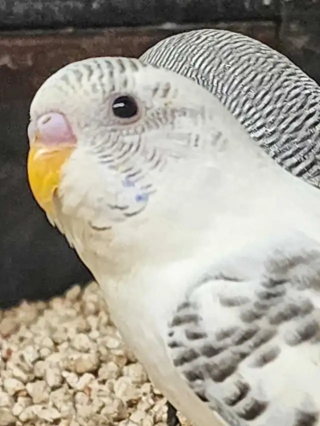Budgies at Tyrannosaurus pets - Photo 3