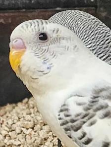 Budgies at Tyrannosaurus pets - Photo 3