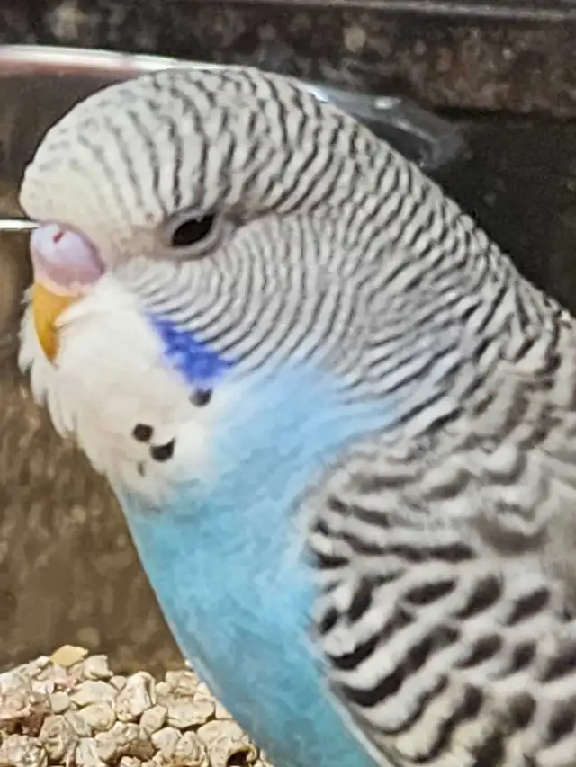 Budgies at Tyrannosaurus pets - Photo 4