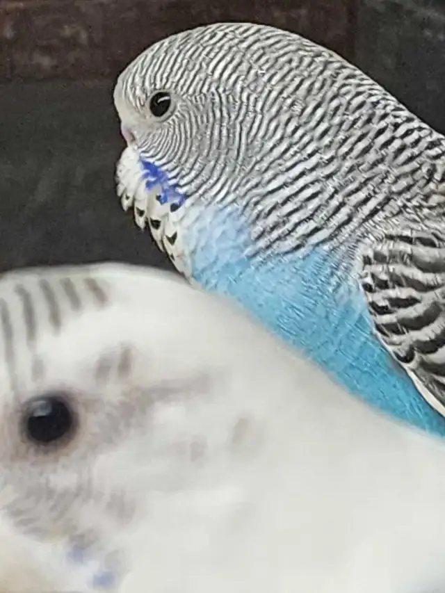 Budgies at Tyrannosaurus pets - Photo 5