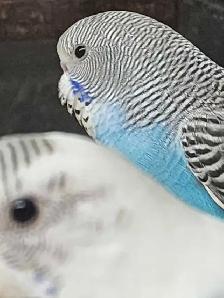 Budgies at Tyrannosaurus pets - Photo 5