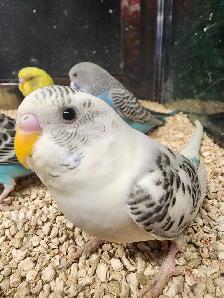 Budgies at Tyrannosaurus pets - Photo 6