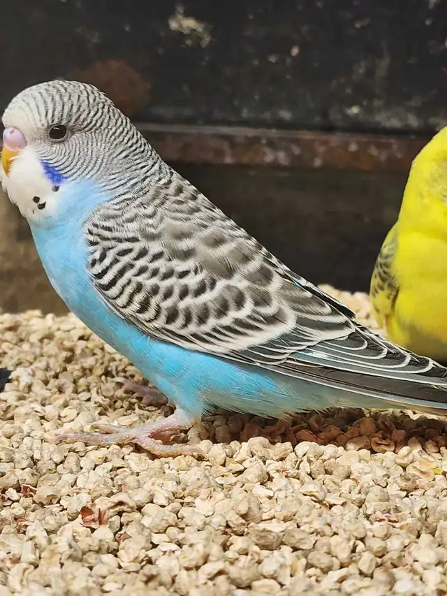 Budgies at Tyrannosaurus pets - Photo 7