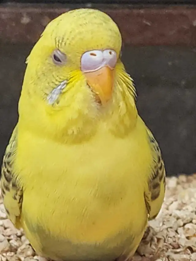 Budgies at Tyrannosaurus pets - Photo 8