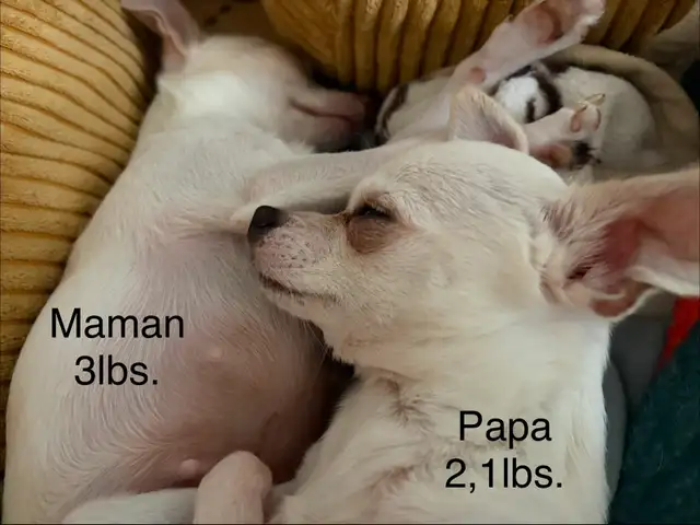 Spécial TCUP (2@3lbs. max adulte) - Photo 9