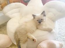 GORGEOUS BABY BICOLOR WHITEMITTED RAGDOLLS!! - Photo 4