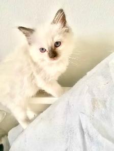 GORGEOUS BABY BICOLOR WHITEMITTED RAGDOLLS!! - Photo 6