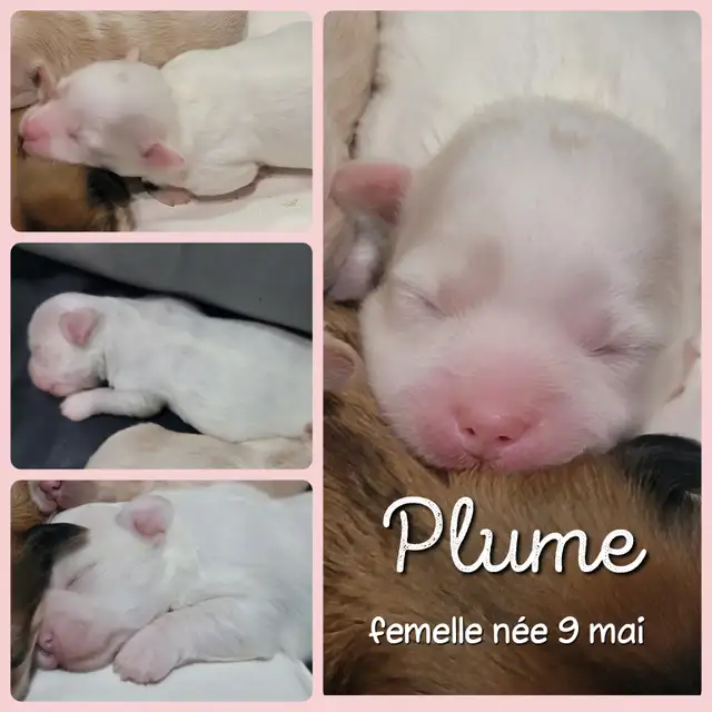 MORKIES disponibles !!