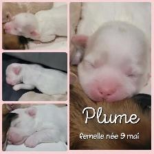MORKIES disponibles !!
