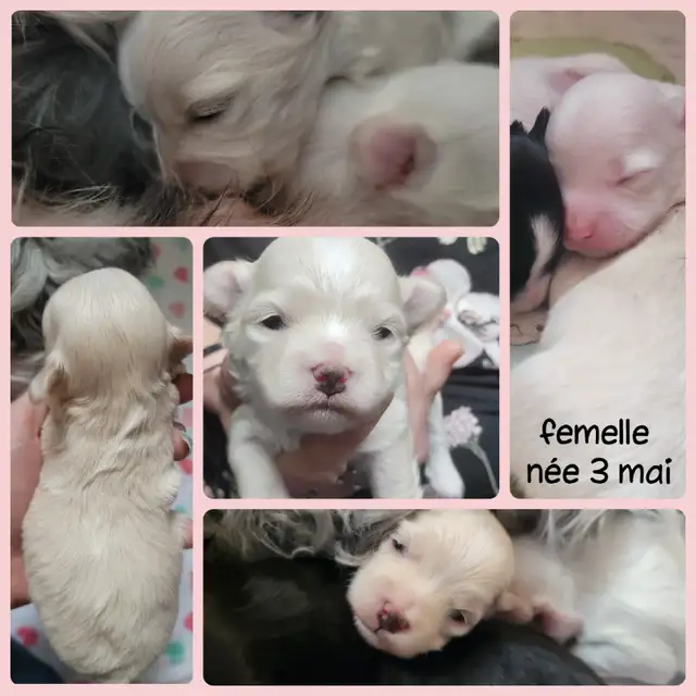 MORKIES disponibles !! - Photo 2
