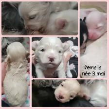 MORKIES disponibles !! - Photo 2
