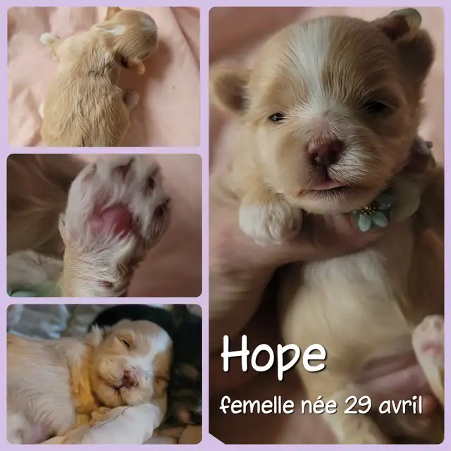 MORKIES disponibles !! - Photo 3