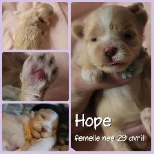 MORKIES disponibles !! - Photo 3