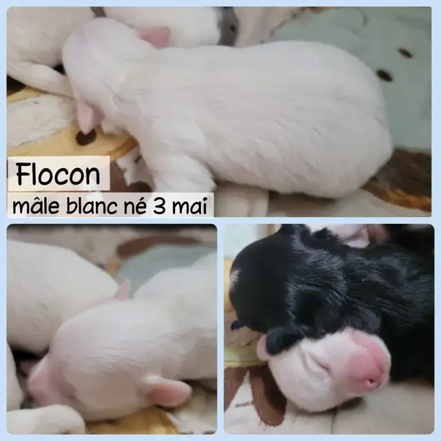 MORKIES disponibles !! - Photo 4