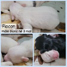 MORKIES disponibles !! - Photo 4