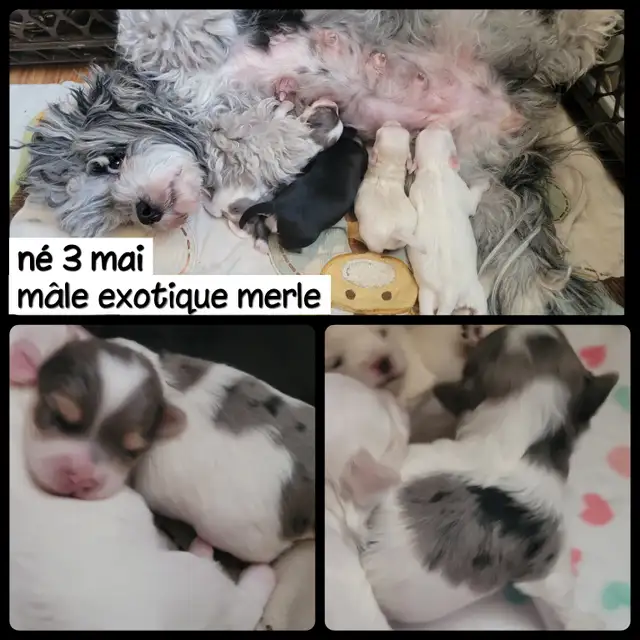 MORKIES disponibles !! - Photo 5