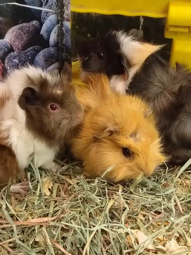 baby guinea pigs