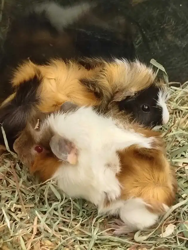 baby guinea pigs - Photo 2