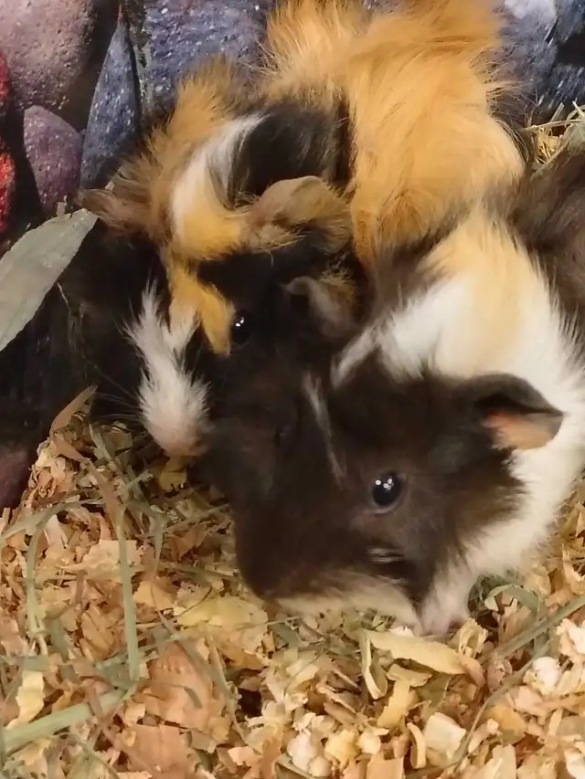 baby guinea pigs - Photo 3