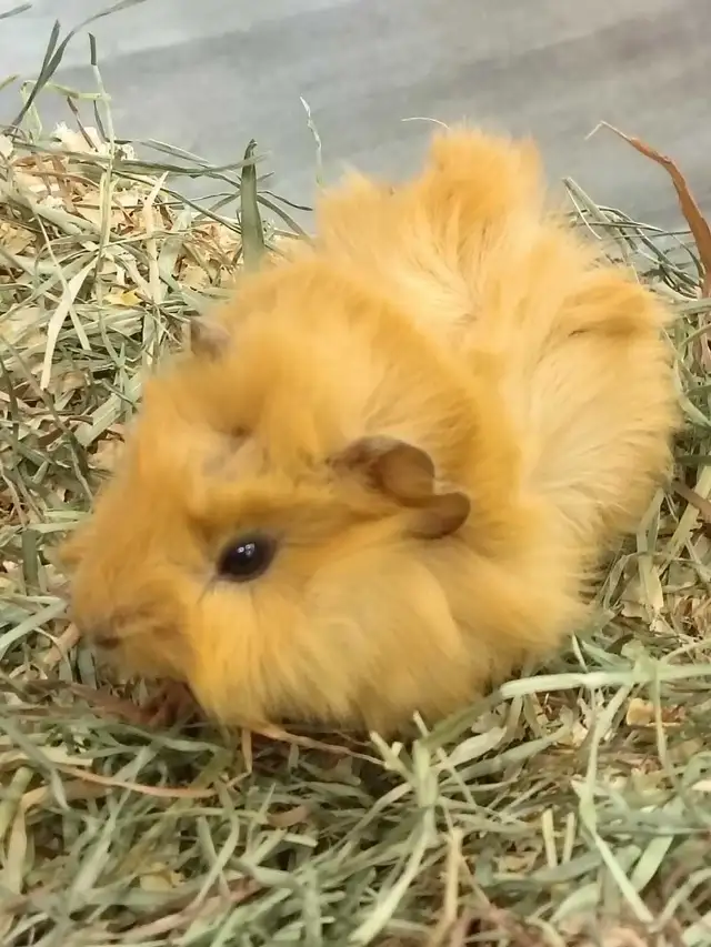baby guinea pigs - Photo 4